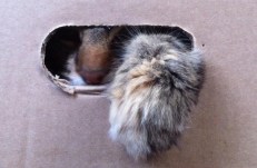 chuffin cat in a box