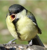 Great tit bird pic
