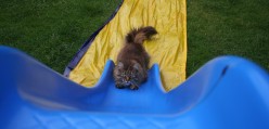 Chuffin cat on a slide