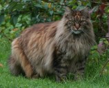 Chuffin cat on the prowl