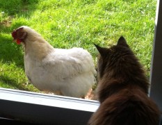 Poorly chuffin cat and sick chicken comparing symptoms