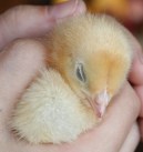 Cobweb Gladys - 3 days old