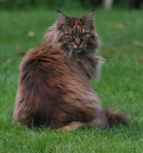 You expect ME to use a cat flap?