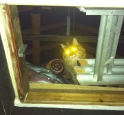 You don't need a torch in the attic when you have a chuffin cat