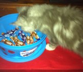 The chocolate thief!