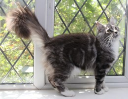 My "coy" side - yes it says "coy" on my side.