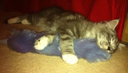 I love my feather duster