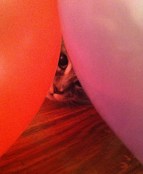 Balloon Peek-a-Boo!