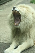 A tidal wave of yawns...