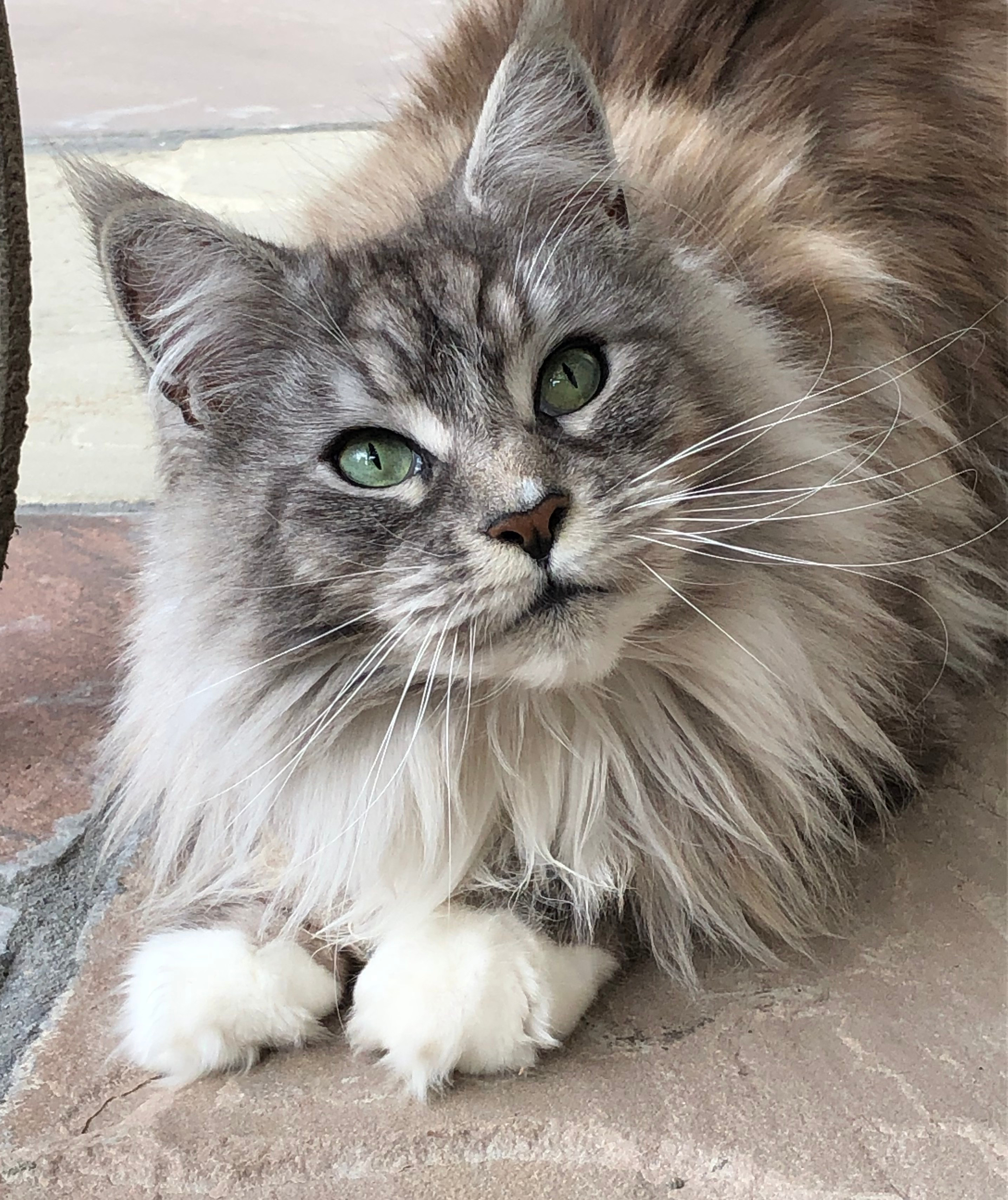 Fluffy Festivities – chuffincat