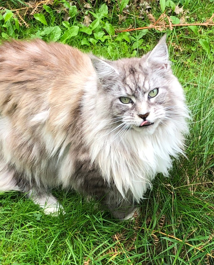 Fluffy Festivities – chuffincat